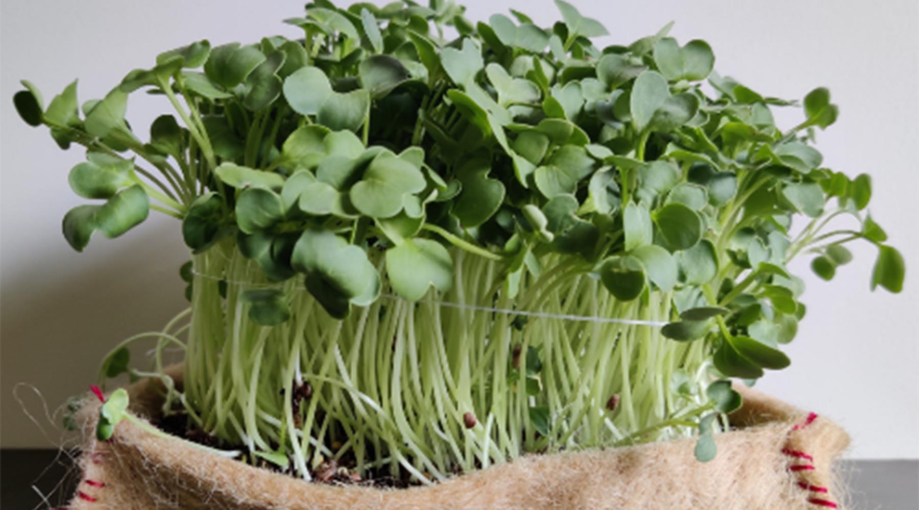 The Surprising Health Benefits of Microgreens How These Tiny Greens C