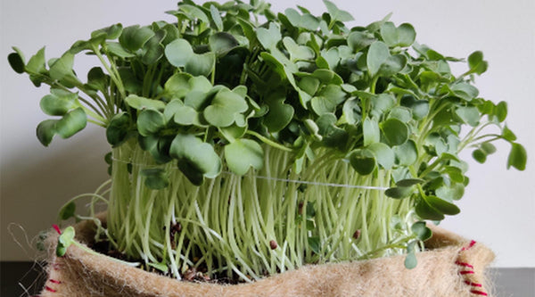 surprising health benefits of microgreens