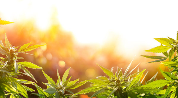 marijuana growing