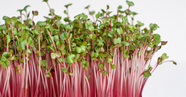 Radish Microgreens: Nutritious and Delicious