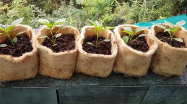 seed starting