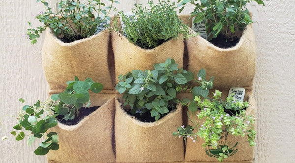 Best Plants for a Vertical Garden