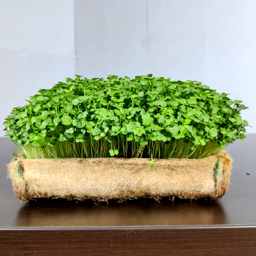 do microgreens need sunlight to grow