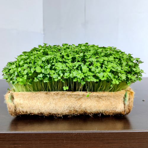 all about microgreens
