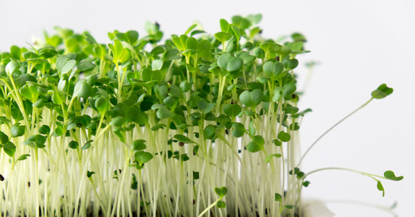 Broccoli Microgreens - A Nutrient-Dense Superfood