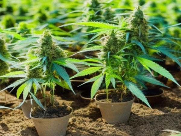 Healthy Cannabis Plants: Sustainable Jute