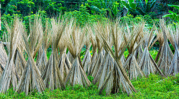 What is Jute?