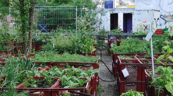 urban gardening