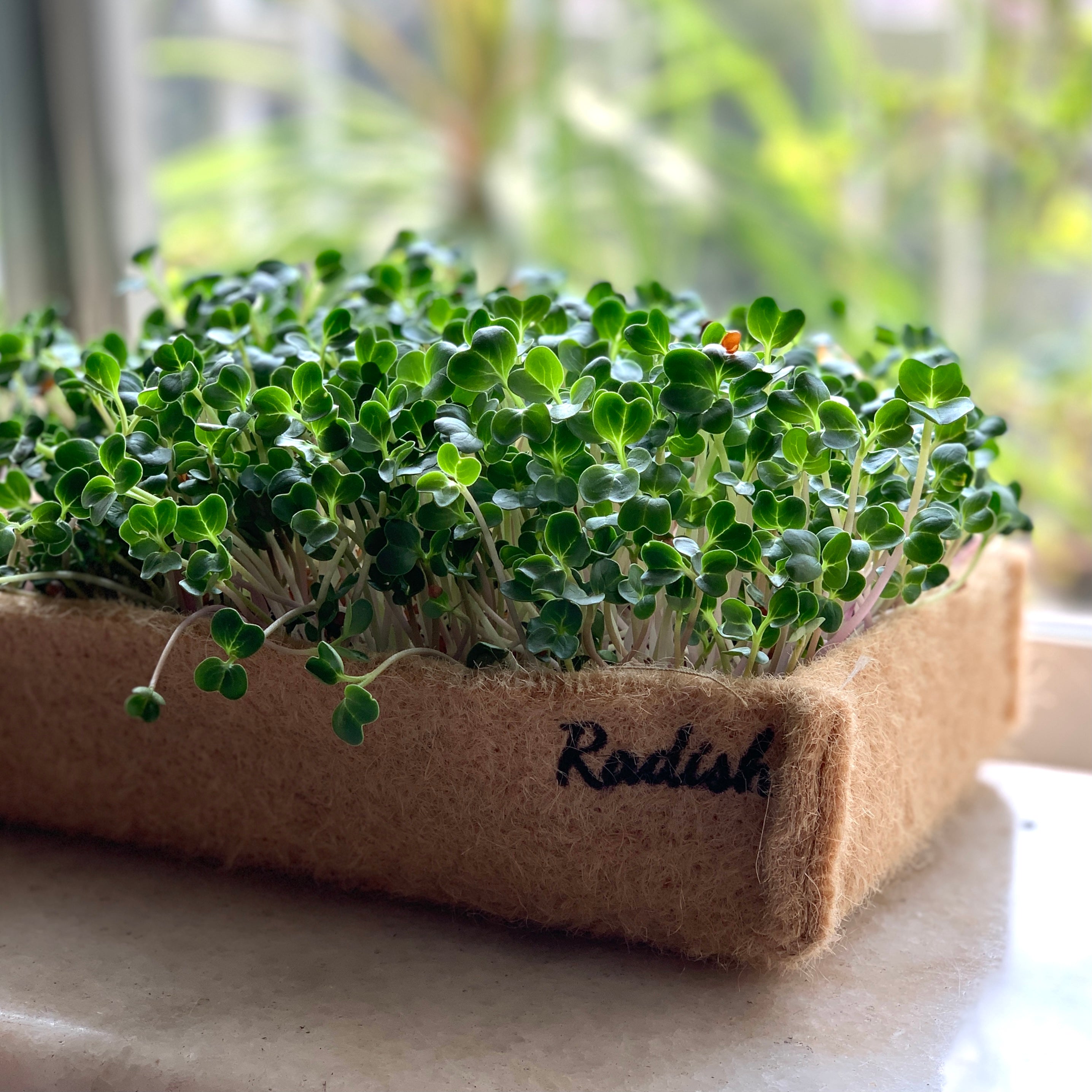 Growing Microgreens