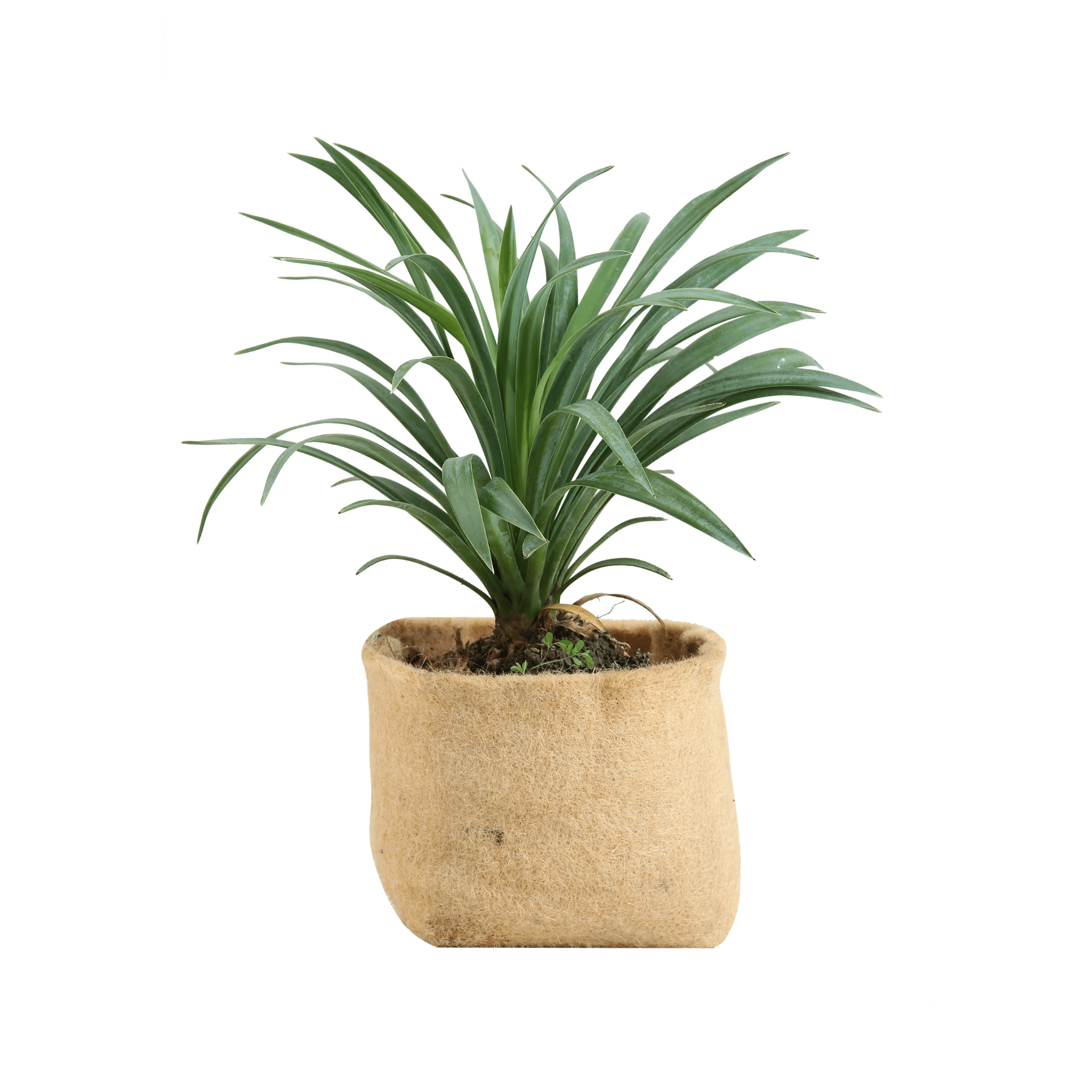 jute pot with spikey plant