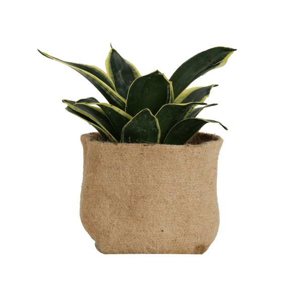 another plant in jute pot