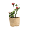 jute pot with flowers