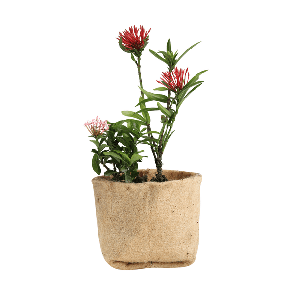 jute pot with flowers