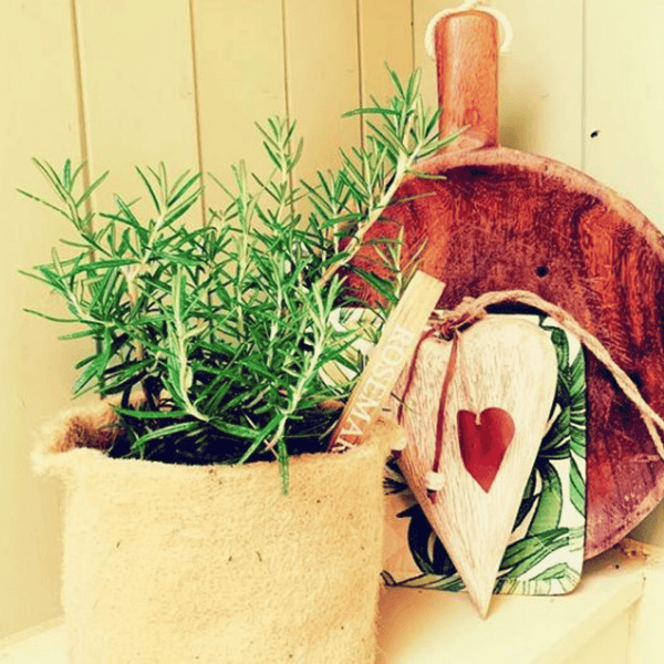 jute grow pot with rosemary