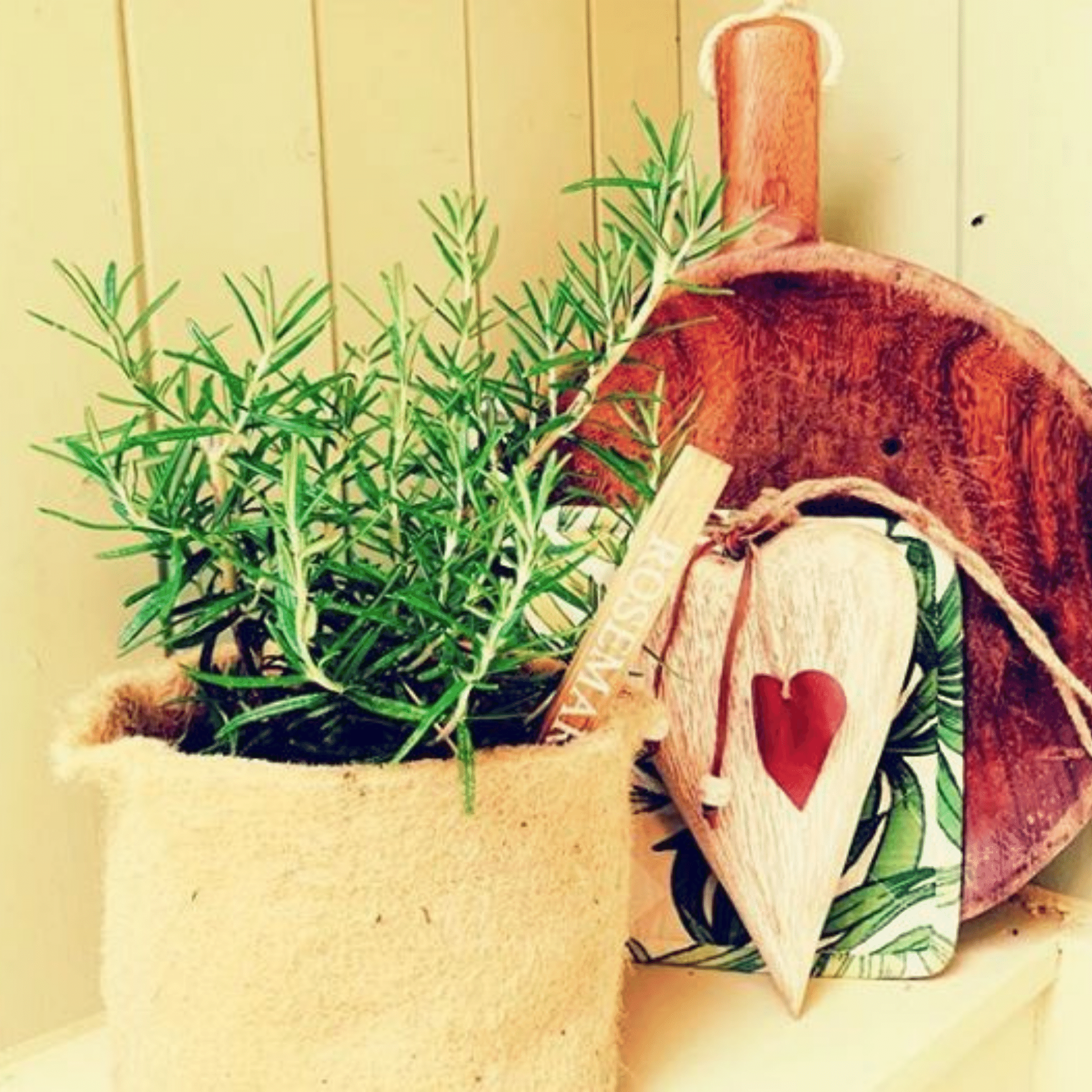 pot with rosemary